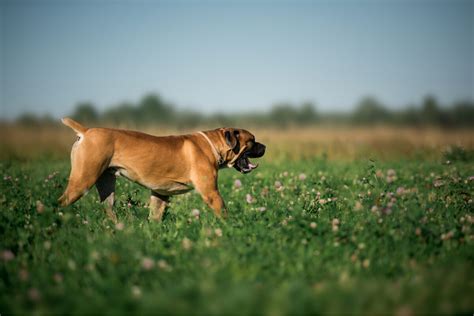 Boerboel 4 Colors & 4 Markings: Get To Know This Dog's Coat