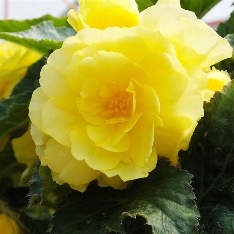 Begonia Non Stop Yellow Tray Of Large Plug Plants