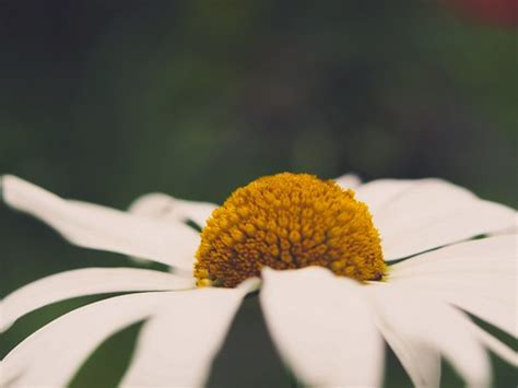 Flower Macro Bokeh Juni Schleswig Holstein Flickr