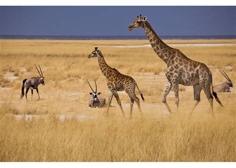 NAMIBIA Mokuti Etosha Lodge 35% Airline Staff Discount