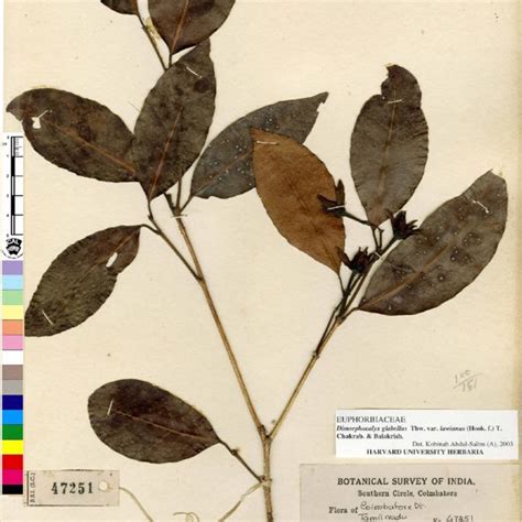 Holotype Of Tritaxis Glabella Var Praetervisa © Director Botanical Download Scientific