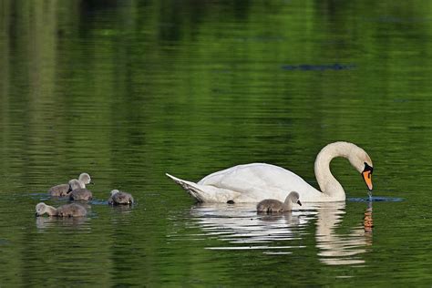 Swan Chick Water Bird Free Photo On Pixabay Pixabay