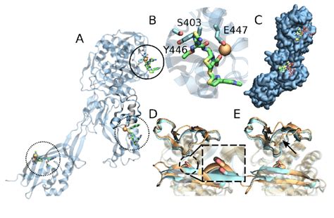 A Three Binding Spots Revealed By A Ns Md Simulation Of Apo