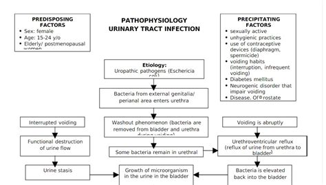 Pathophysiology Of Urinary Tract Infection Schematic Diagram