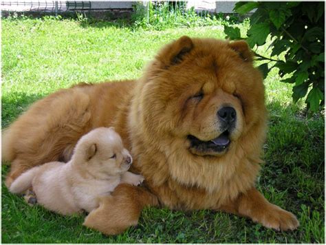 Top 10 Dog Breeds That Look Like Lions