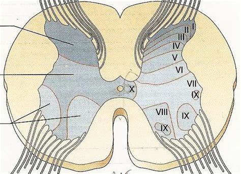 1 Midollo Spinale Lamine Di Rexed Schemi Di Anatomia Umana