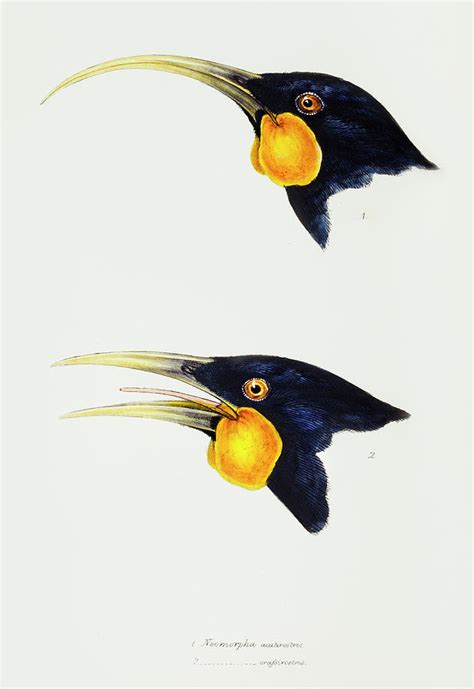 Huia Bird Painting by John Gould - Fine Art America