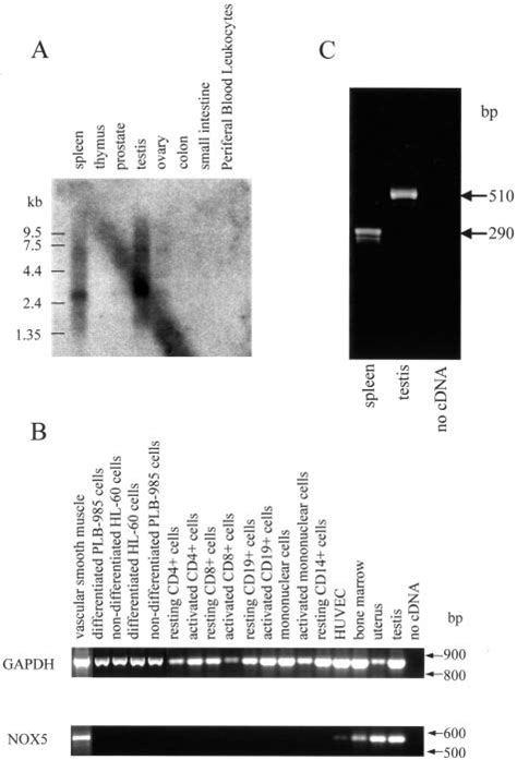 Tissue Distribution And Race Pcr Of A Novel Gp Phox Homologue A