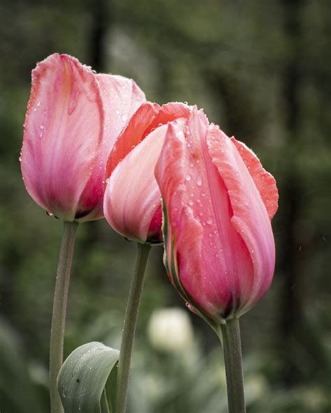 Tulips In The Rain Susan Fletcher Flickr