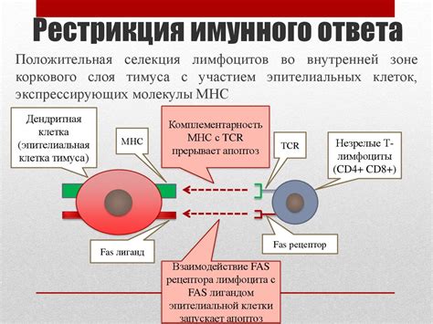 Иммунологическая толерантность - презентация онлайн