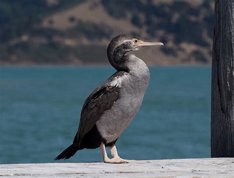 Spotted Shag Spotted Shag Stictocarbo Punctatus Akaroa Flickr