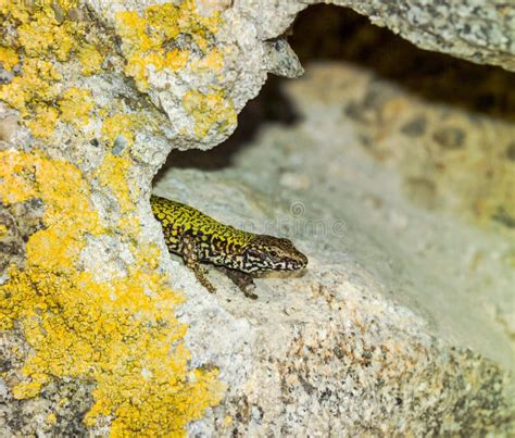 Common Wall Lizard in Its Natural Habitat Stock Image - Image of ...