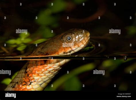 Tropical Water Snake, Amazon River Basin Stock Photo - Alamy