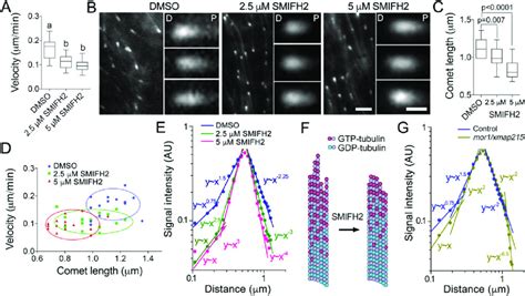 Smifh Inhibits Microtubule Polymerization And Alters Eb Plus End