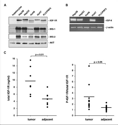 Expression Of Components Of The Igf Iiigf 1r Signaling Axis In Human Download Scientific