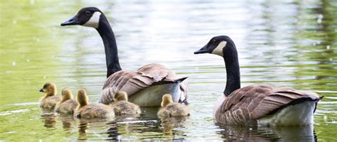 Types Of Geese Found In Maine 3 Species Nature Blog Network