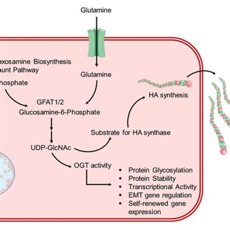 Schematic For Overactivated Hexosamine Biosynthesis Pathway Hbp In