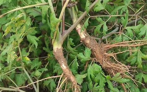 当归种子怎么种植 蜜源植物 酷蜜蜂