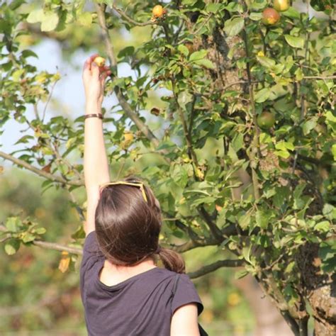 Mundraub Org Kostenlos Obst N Sse Und Beeren Ernten