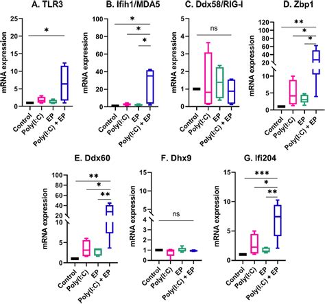 The Regulation Of Several Dsrna Sensor And Co Sensor Mrnas By Poly I C