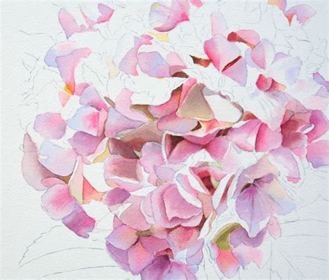 Pink Hydrangea Painting in watercolor