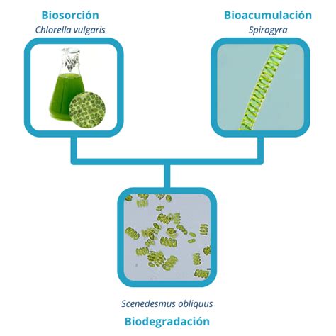 Mecanismos De Remediaci N Ambiental Con Microalgas Cognita Conecta