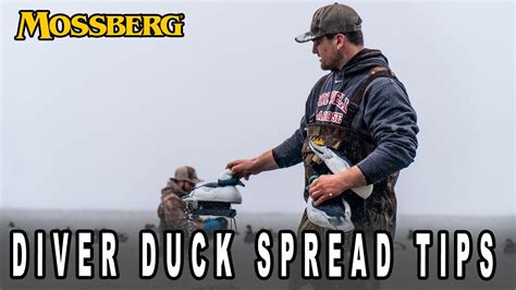 How To Run A Decoy Spread For Diver Ducks Youtube