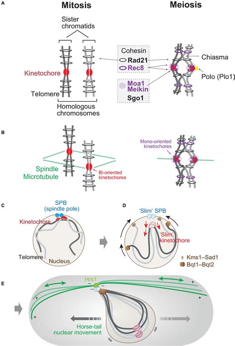 Differences Between Mitosis And Meiosis Meiosis Mitosis