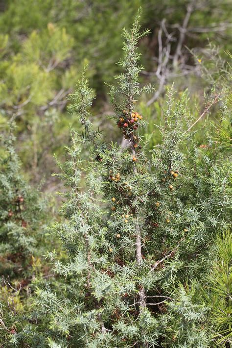 Oxyc Dre Juniperus Oxycedrus Jacques Rivi Re Flickr