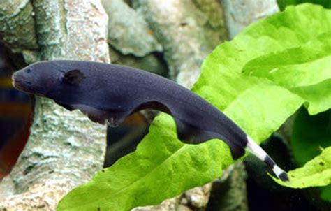 Photo #1 - Z - Z - Z - RateMyFishTank.com