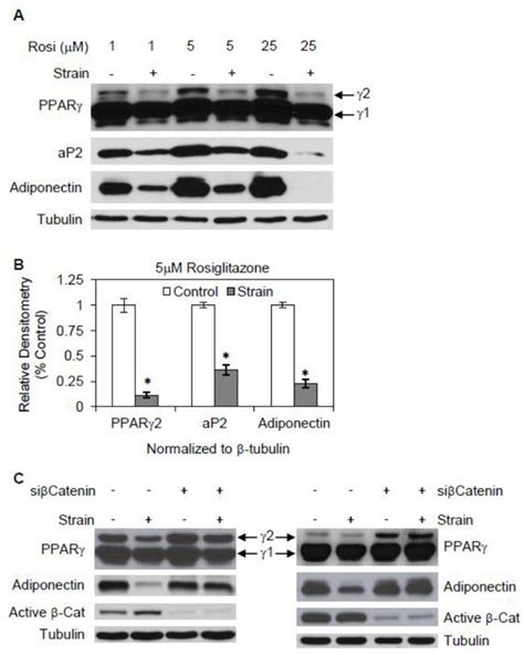 Mechanical Strain Inhibits Adipogenesis Induced By Rosiglitazone