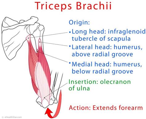 Diagram Of Triceps And Biceps