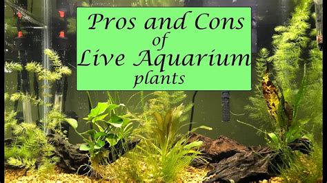 Pros And Cons Of Live Aquarium Plants Youtube