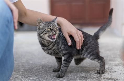 Qu Hacer Con Un Gato Agresivo C Mo Identificar Y Tratar Las Causas