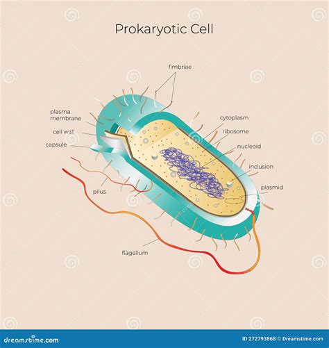 Prokaryotic Cell Structure Chart Vector Medical Illustration