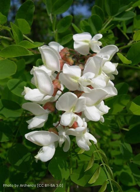 Robinia Pseudoacacia False Acacia Black Locust Hedging Trees