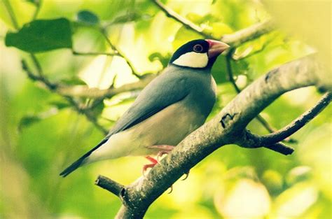 22 Jenis Burung Kicau Lengkap Beserta Foto Dan Namanya Hobinatang