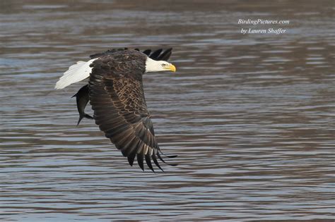 Bald Eagles at Conowingo Dam – Birding Pictures