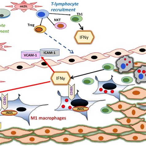 Schematic Representation Of The Molecular Structure Of Ifn γ The Human Download Scientific