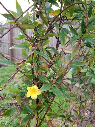 Master Gardeners Carolina Jessamine Home And Garden