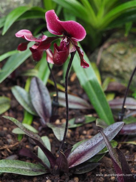 Orchids At Kew Gardens Orchid Festival 2019 Pumpkin Beth