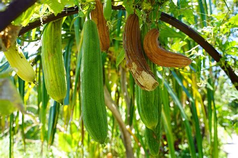 Grow your Own Loofah! | Naples Botanical Garden