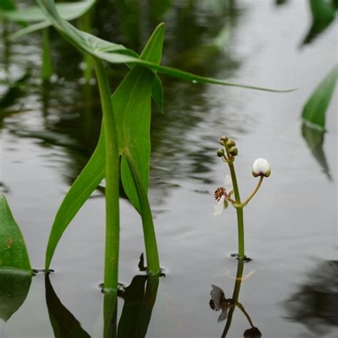 Sagittaria sagittifolia - prodaja krajem aprila - Rasadnik „Jelena”