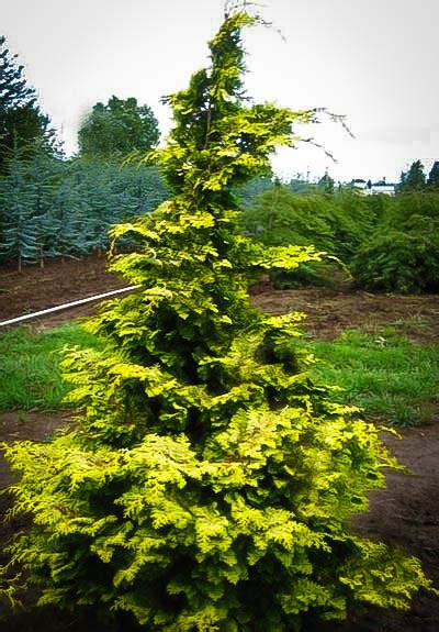 Confucius Hinoki Cypress Trees For Sale The Tree Center™