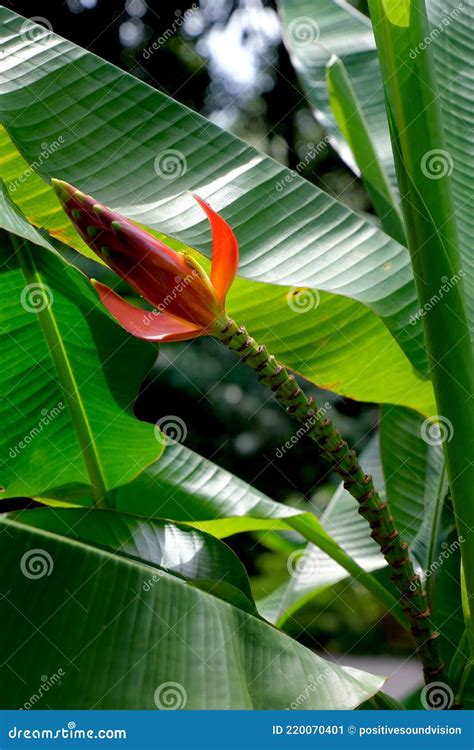 Close Up Of Flower Bud Of Musa Beccarii A Species Of Wild Banana Found