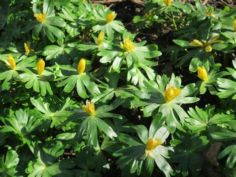 Winter Aconite Or Eranthis Hyemalis Stock Photo Image Of Yellow