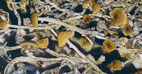 Sex On Psilocybin Magic Mushrooms Explained Psyfront