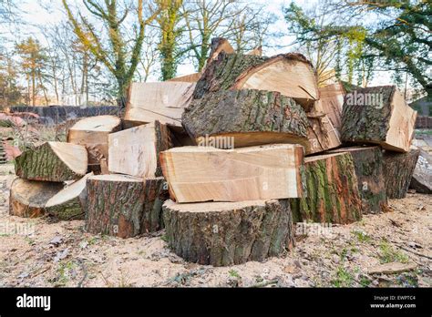 Big Oak Tree Trunks Sawn In Parts Lying As Stack Together In Nature