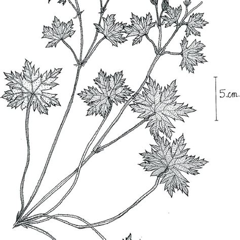 Illustration Of The Habit And Leaf Of Geranium Jainii Download Scientific Diagram