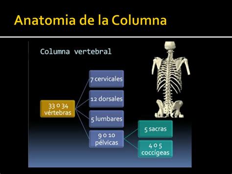 Ppt Semiologia De Columna Vertebral Powerpoint Presentation Free